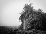 Overgrown Barn