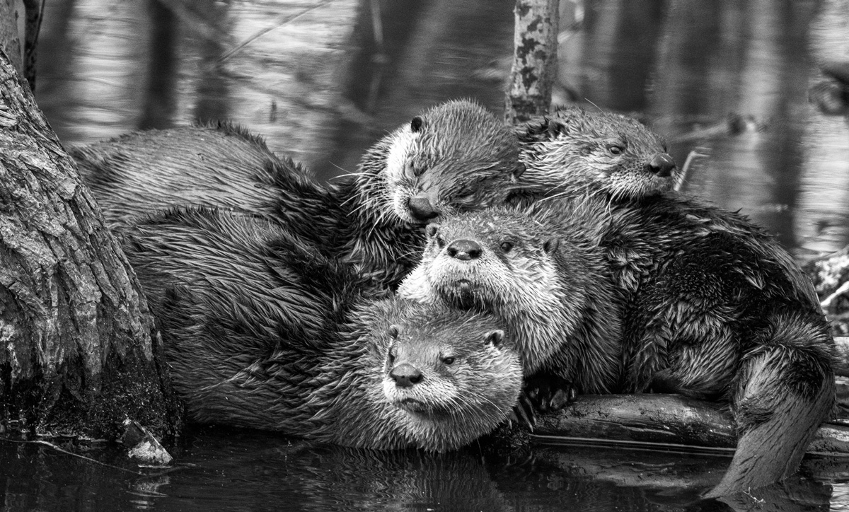River Otters at Rest