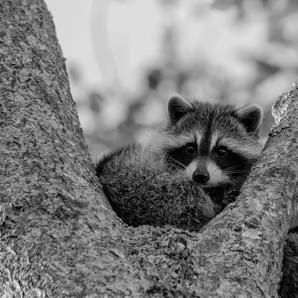 Peekaboo