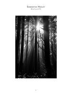 sunbeams through the forest landscape photography