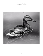 duck on still water wildlife photography