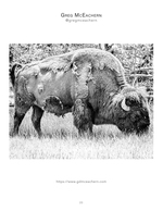 bison wildlife photography