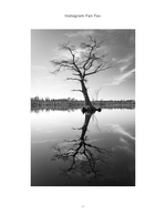 reflected tree landscape photography