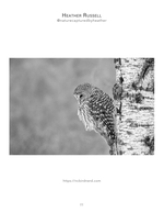 barred owl wildlife photography