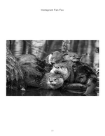 river otters wildlife photography