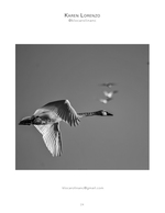 raccoon wildlife photography