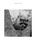 raccoon wildlife photography