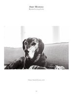 senior dog pet photography