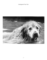 swimming dog pet photography