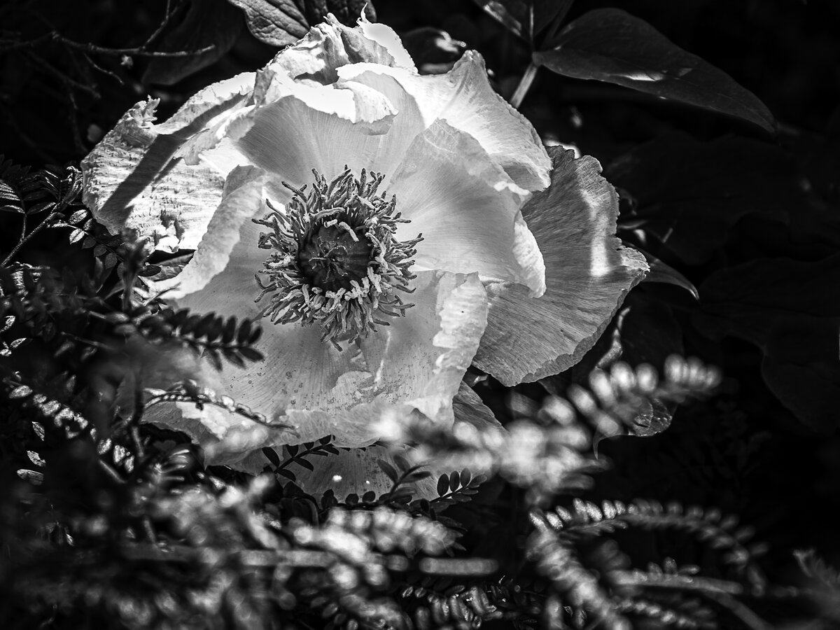 White Poppy in Shadow