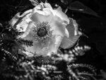 White Poppy in Shadow