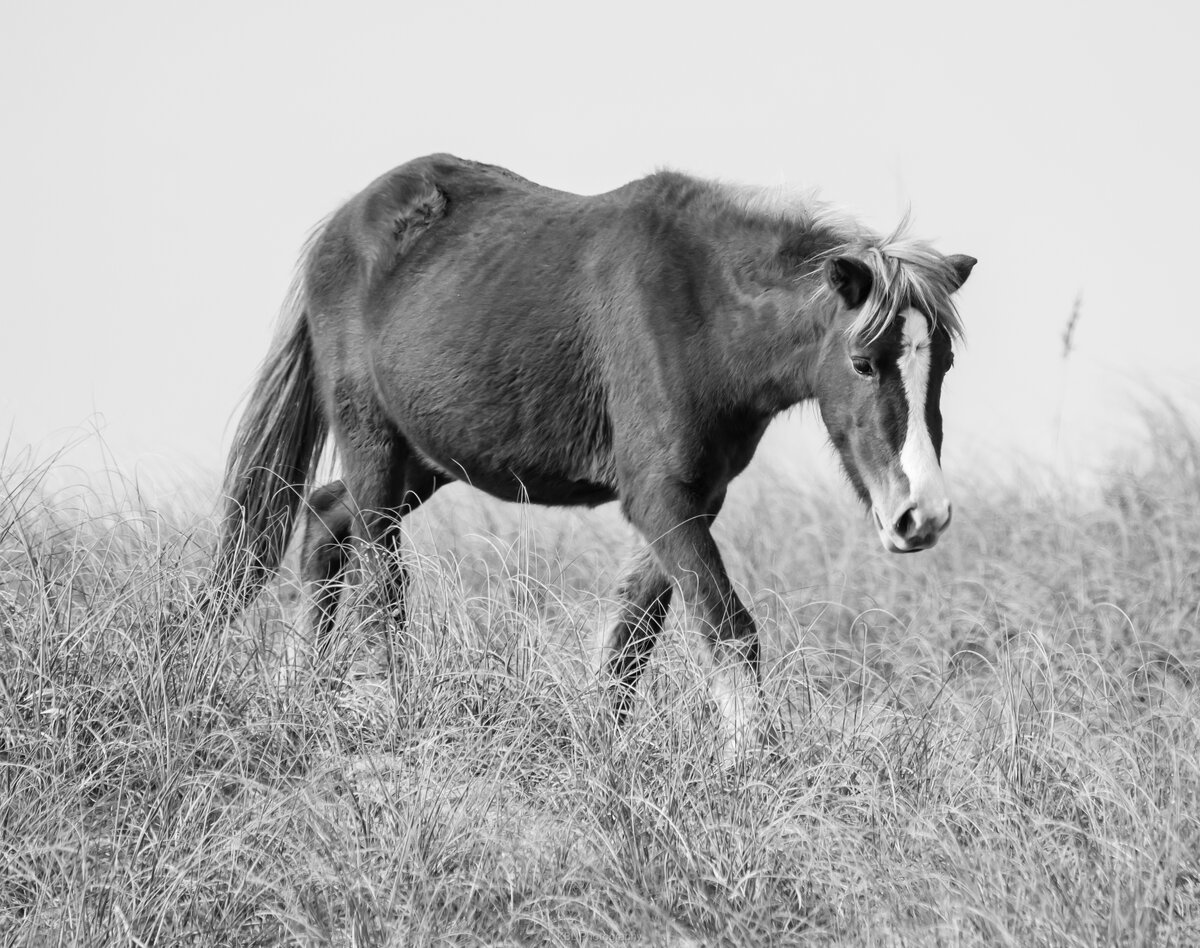 Wild Mustang