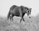 Wild Mustang