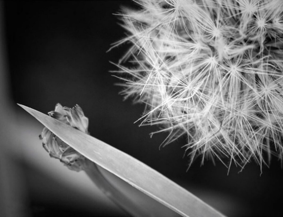 Dandelion and Blade