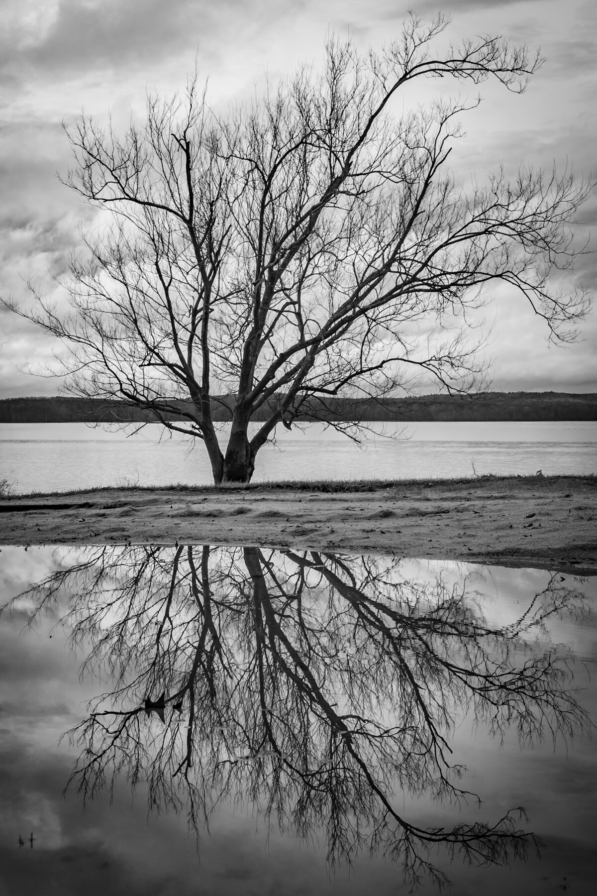 Shoreline Reflection