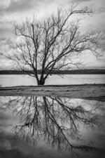 Shoreline Reflection