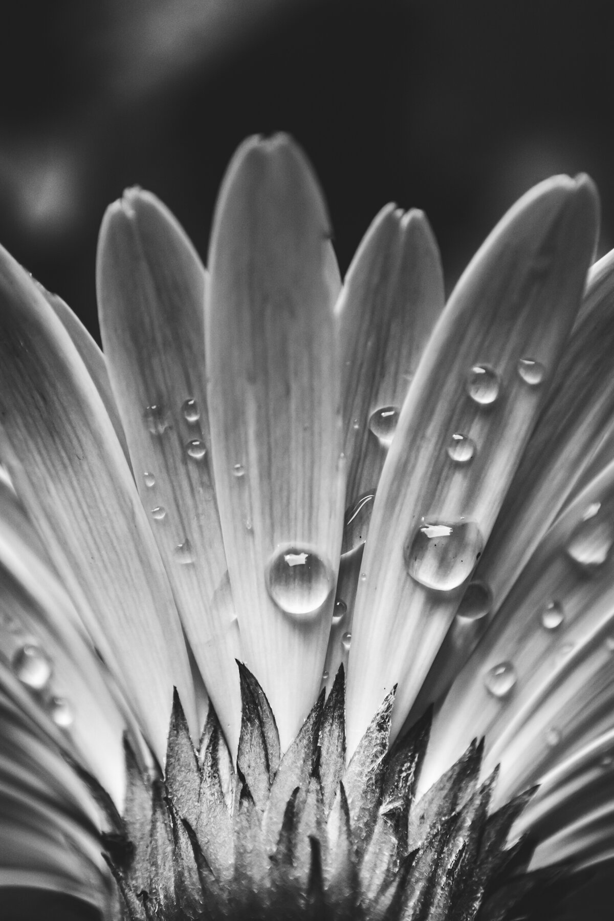 Rain Kissed