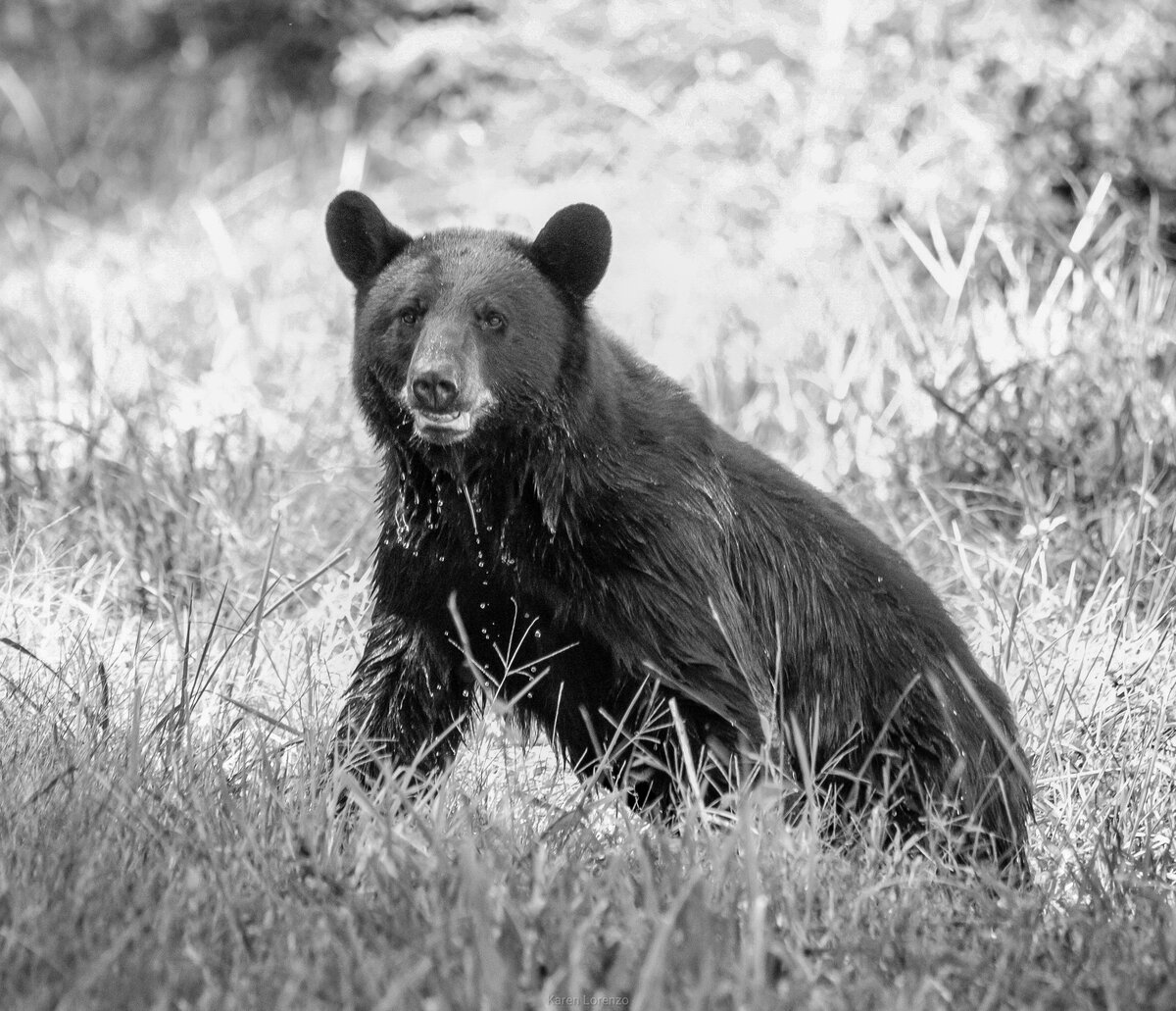 Black Bear