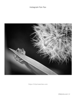 dandelion and blade flower photography