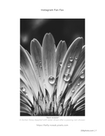 rain kissed flower photography