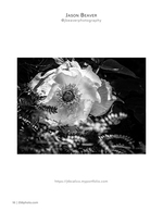white poppy in shadow flower photography