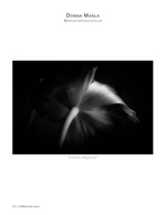 simple elegance flower photography