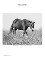 wild mustang wildlife photography