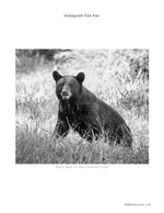 black bear wildlife photography