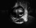 Up-Close Canine Nose