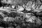 Desert Creek Reflection