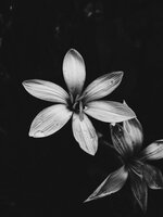 Dew-Kissed Blossom