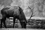 Foraging Elk