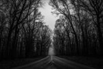 Misty Tree-Lined Road
