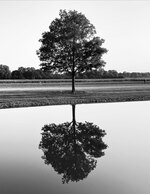 Lone Tree Reflection