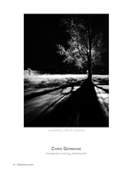 illuminated oak at night silhouette photography