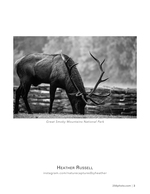 foraging elk wildlife photography