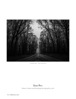 misty tree-lined road landscape photography