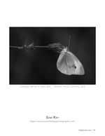 cabbage white at yates mill wildlife photography