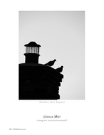 pigeons on the chimney pot silhouette photography