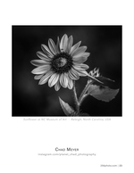 sunflower at nc museum of art flower photography