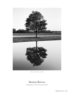 lone tree reflection landscape photography