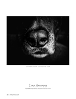 up-close canine nose pet photography