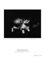 chef legaspi and two toned tony pet photography