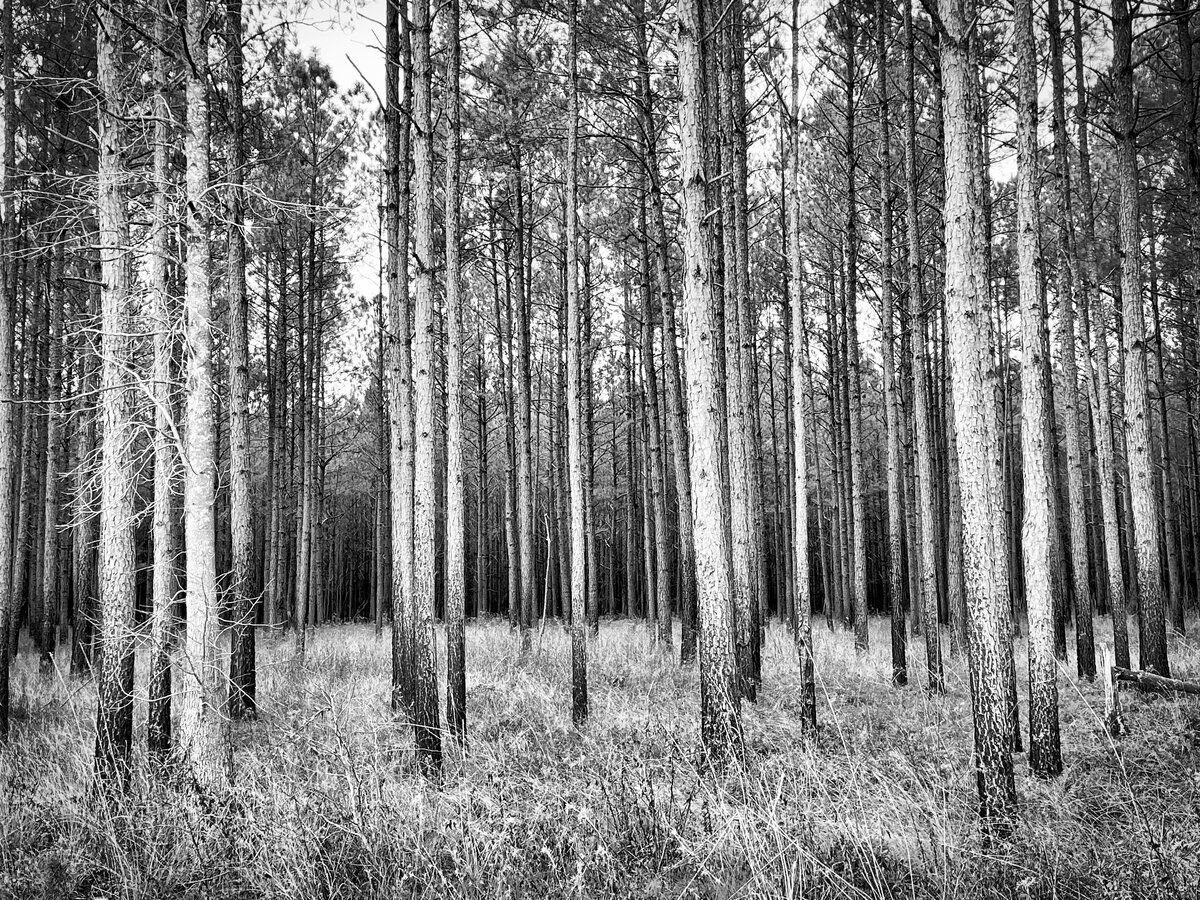 Among the Pines