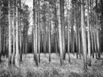 Among the Pines