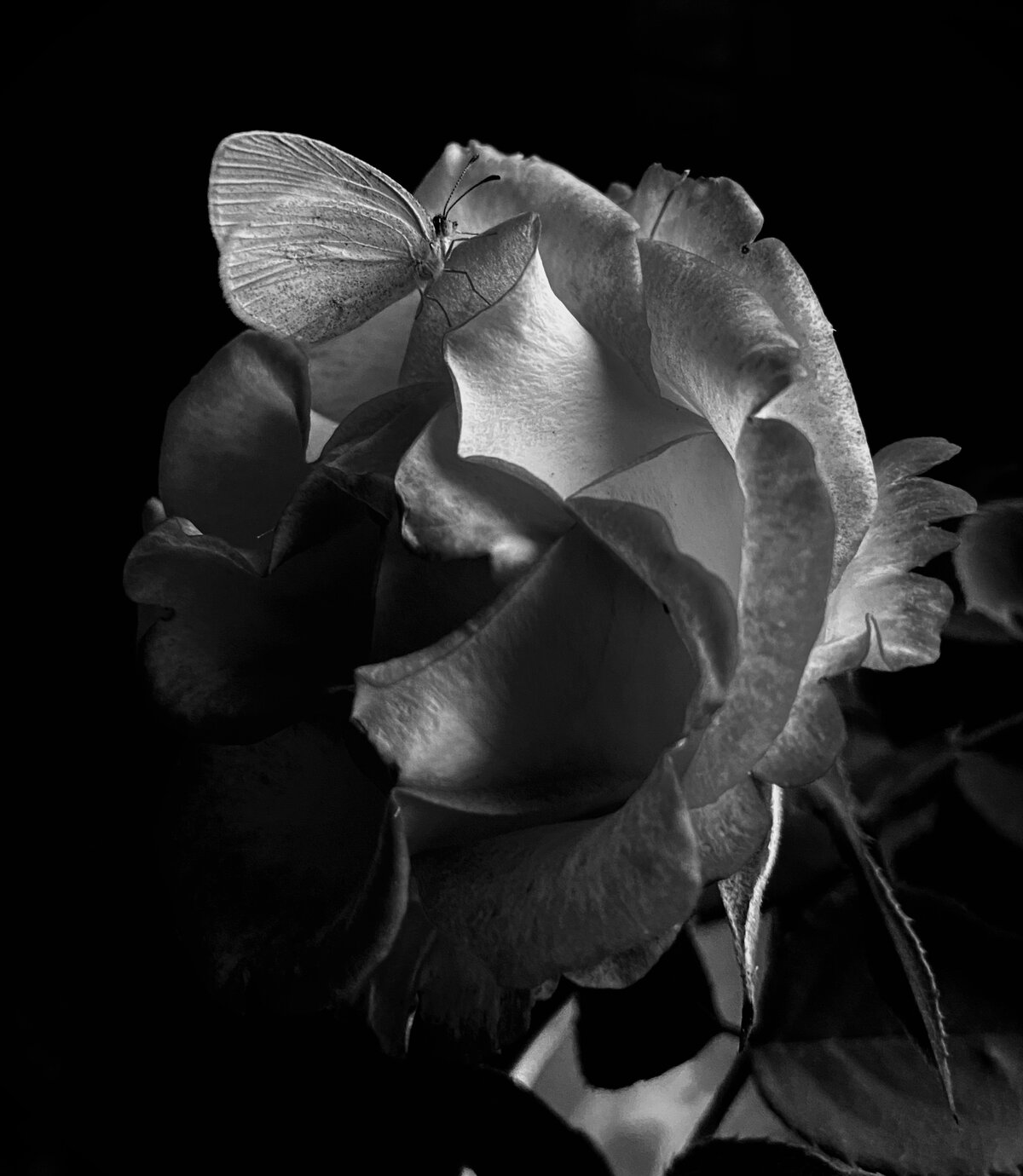 Butterfly on the Rose