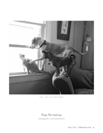dog and cat at the window pet photography