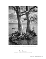 cypress trees in the sound landscape photography