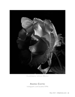 butterfly on a rose flower photography