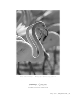 flamingo pair wildlife photography